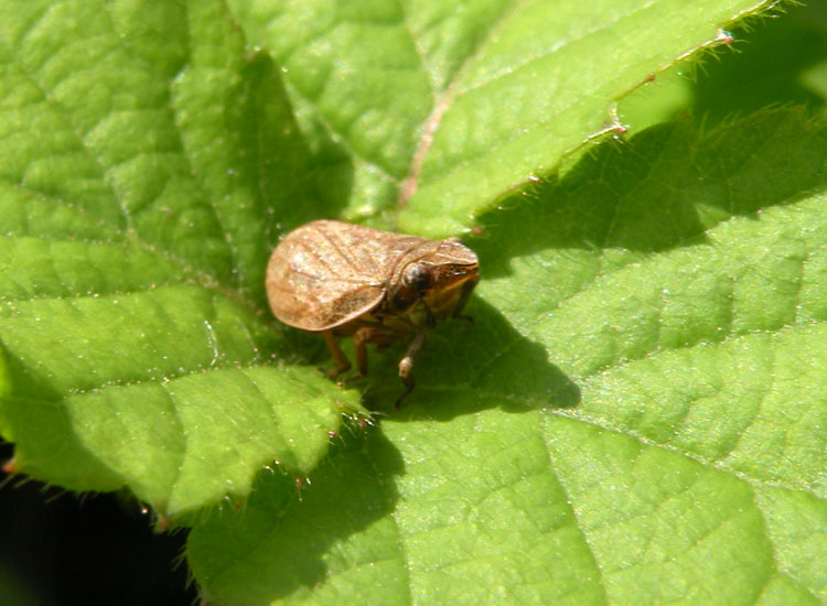 Issidae? Mycterodus cuniceps?